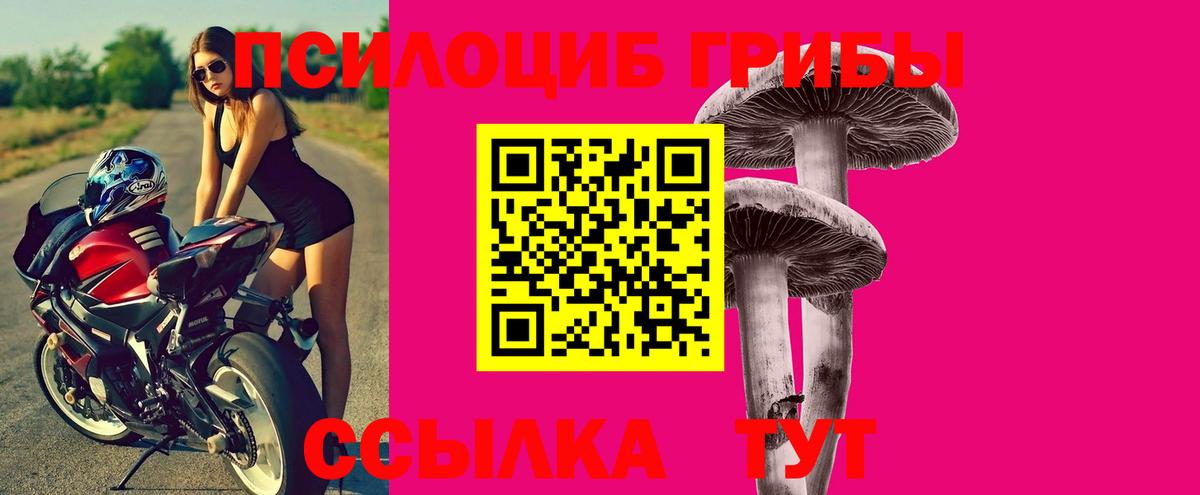 Галлюциногенные грибы Psilocybe Большой Камень